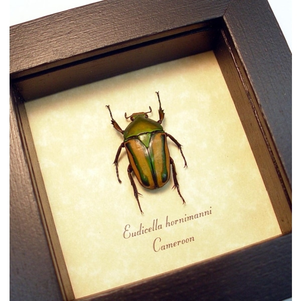 Eudicella hornimanni Female Orange African Beetle ooak