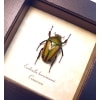 Eudicella hornimanni Female Orange African Beetle ooak