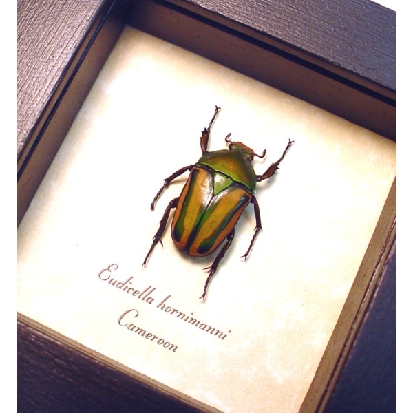 Eudicella hornimanni Female Orange African Beetle ooak