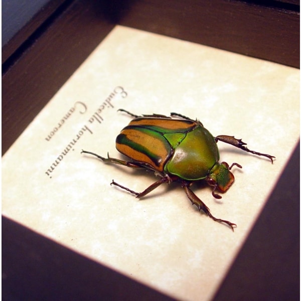 Eudicella hornimanni Female Orange African Beetle ooak
