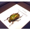 Eudicella hornimanni Female Orange African Beetle Framed Taxidermy Display