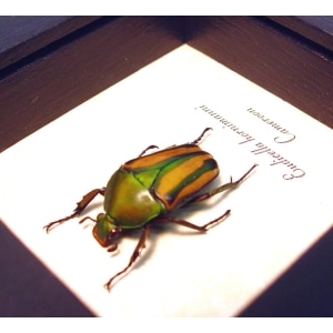 Eudicella hornimanni Female Orange African Beetle Framed Taxidermy Display