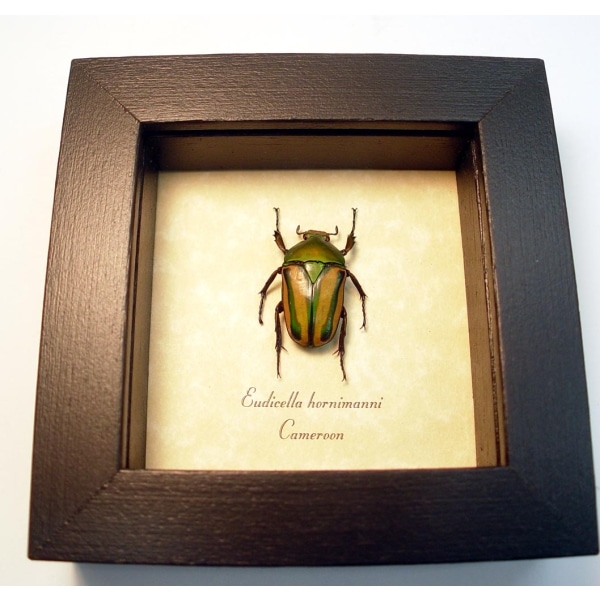Eudicella hornimanni Female Orange African Beetle ooak