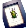 Eudicella morgani camerunensis Male Gold African Beetle