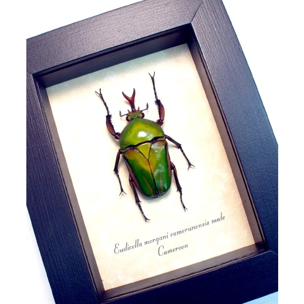 Eudicella morgani camerunensis Male Gold African Beetle