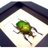 Eudicella morgani camerunensis Male Gold African Beetle ooak