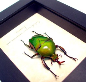 Eudicella morgani camerunensis Male Gold African Beetle ooak