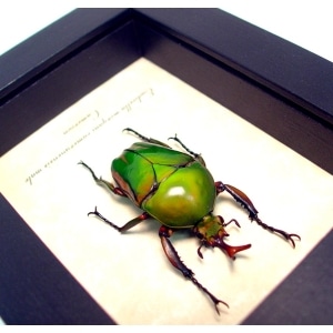 Eudicella morgani camerunensis Male Gold African Beetle ooak