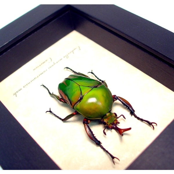 Eudicella morgani camerunensis Male Gold African Beetle ooak