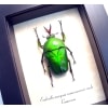 Eudicella morgani camerunensis Male Green African Beetle