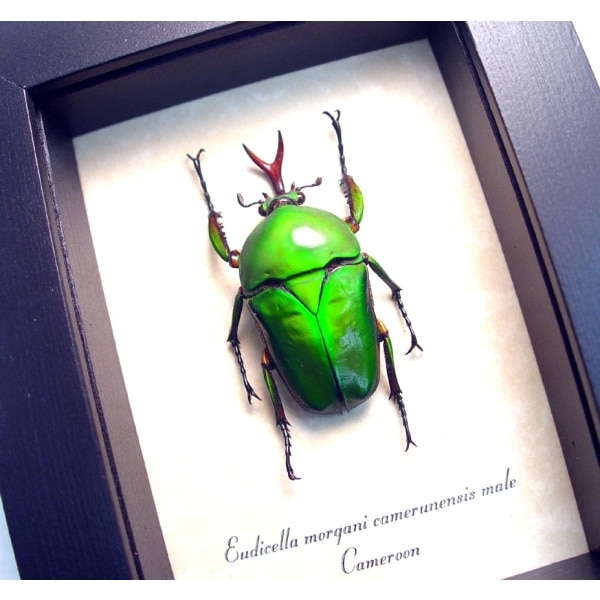 Eudicella morgani camerunensis Male Green African Beetle