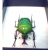 Eudicella morgani camerunensis Male Green African Beetle