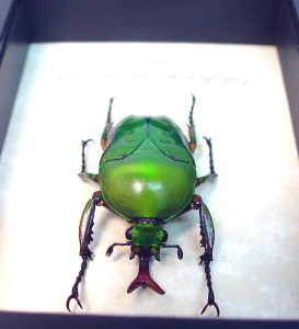 Eudicella morgani camerunensis Male Green African Beetle