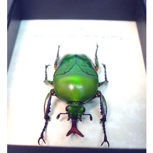 Eudicella morgani camerunensis Male Green African Beetle