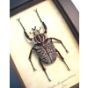 Goliathus albosignatus kirkianus 56mm Scarab Beetle Framed Taxidermy Display