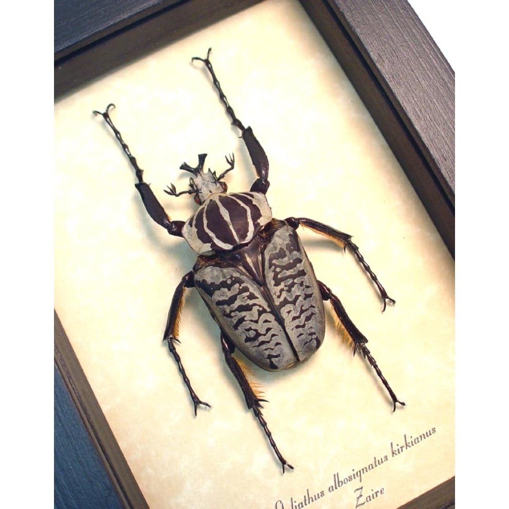 Goliathus albosignatus kirkianus 56mm Scarab Beetle Framed Taxidermy Display Goliathus albosignatus kirkianus 56mm Scarab Beetle Framed Taxidermy Display