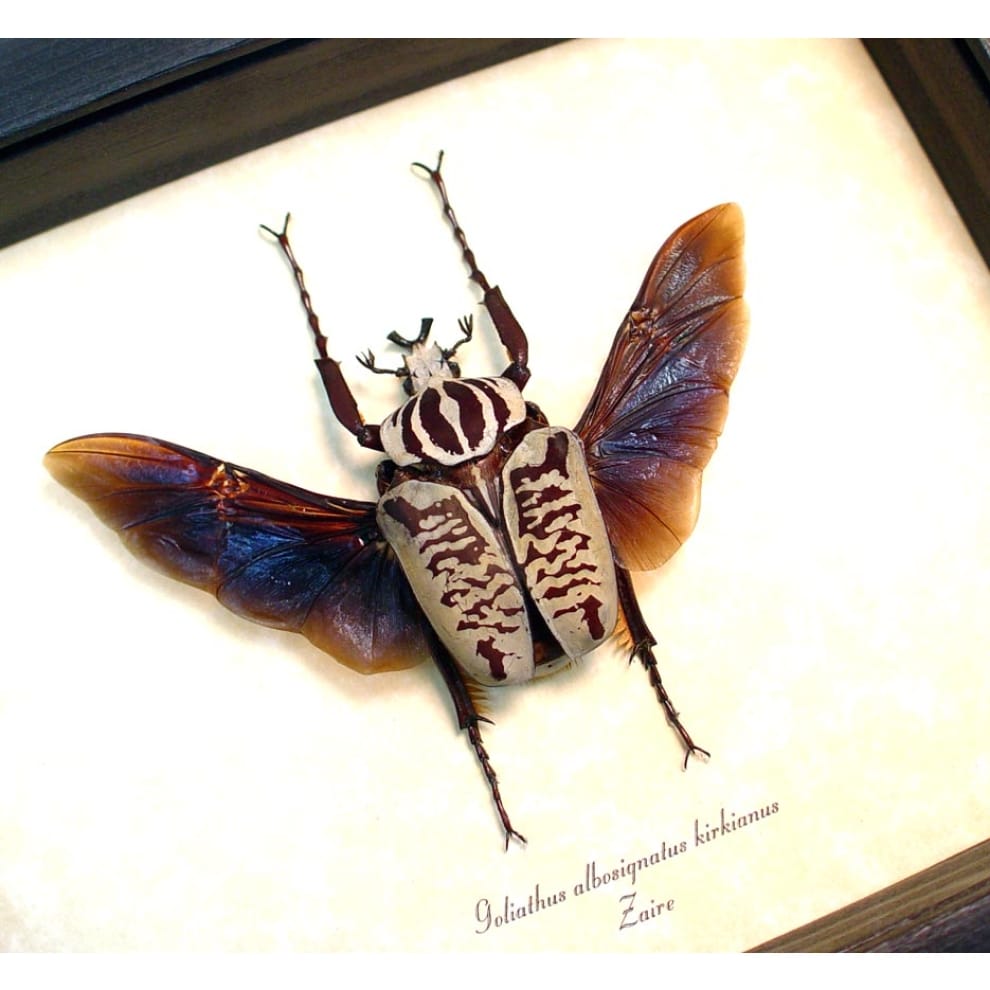 goliathus-albosignatus-kirkanus-flying-52mm-2 Goliathus albosignatus kirkianus Flying Scarab Beetle