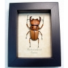Homoderus mellyi Male Beetle Real Framed Taxidermy Display