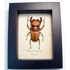 Homoderus mellyi Male Beetle Real Framed Taxidermy Display