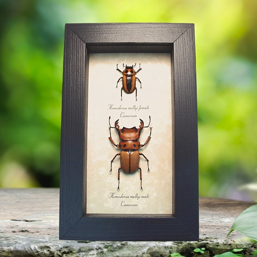 Homoderus mellyi Pair Stag Beetles Real Framed Taxidermy Display Homoderus mellyi Pair Stag Beetles Real Framed Taxidermy Display