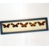Ithomiidae Butterflies Orange Tiger Butterfly Collection Framed Taxidermy Display