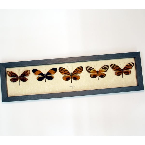 Ithomiidae Butterflies Orange Tiger Butterfly Collection Framed Taxidermy Display