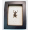 Rare Beetle Hairy Weevil Madagascar Lixus titubans Framed Taxidermy