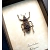 Rare Beetle Hairy Weevil Madagascar Lixus titubans Framed Taxidermy