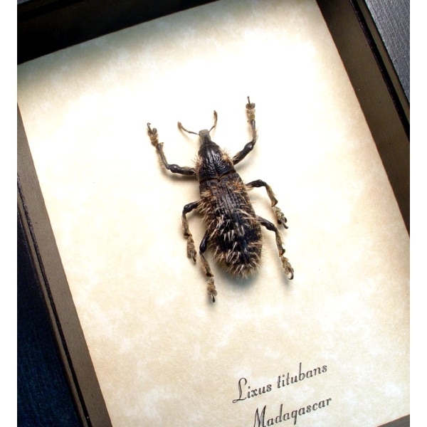 Rare Beetle Hairy Weevil Madagascar Lixus titubans Framed Taxidermy