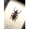 Rare Beetle Hairy Weevil Madagascar Lixus titubans Framed Taxidermy