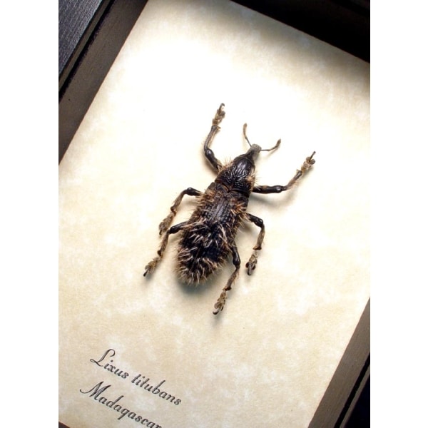 Rare Beetle Hairy Weevil Madagascar Lixus titubans Framed Taxidermy
