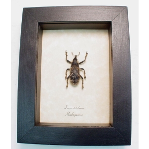 Rare Beetle Hairy Weevil Madagascar Lixus titubans Framed Taxidermy