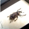 Rare Beetle Hairy Weevil Madagascar Lixus titubans Framed Taxidermy
