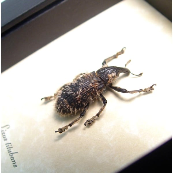 Rare Beetle Hairy Weevil Madagascar Lixus titubans Framed Taxidermy