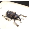 Rare Beetle Hairy Weevil Madagascar Lixus titubans Framed Taxidermy