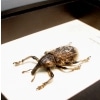 Rare Beetle Hairy Weevil Madagascar Lixus titubans Framed Taxidermy