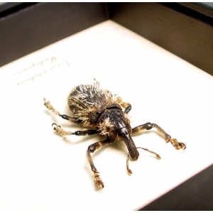 Rare Beetle Hairy Weevil Madagascar Lixus titubans Framed Taxidermy