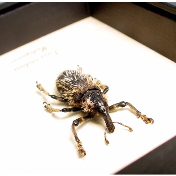 Rare Beetle Hairy Weevil Madagascar Lixus titubans Framed Taxidermy