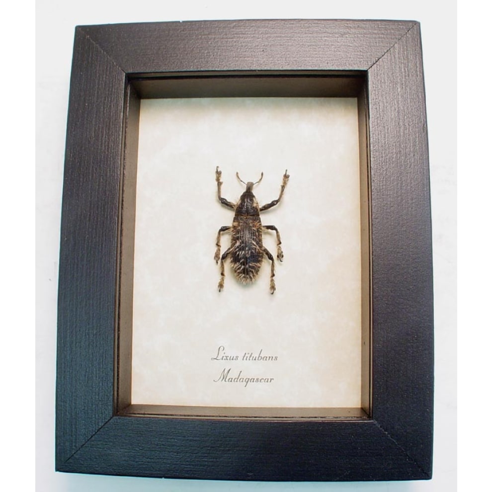 Rare Beetle Hairy Weevil Madagascar Lixus titubans Framed Taxidermy