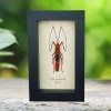 Scream Face Bug Beetle Lohita grandis Female Insect Framed Taxidermy Display