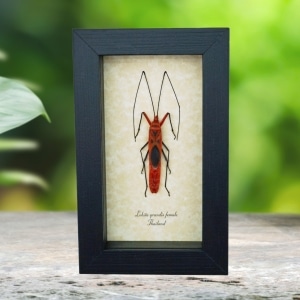 Scream Face Bug Beetle Lohita grandis Female Insect Framed Taxidermy Display