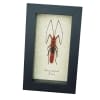 Scream Face Bug Beetle Lohita grandis Female Insect Framed Taxidermy Display