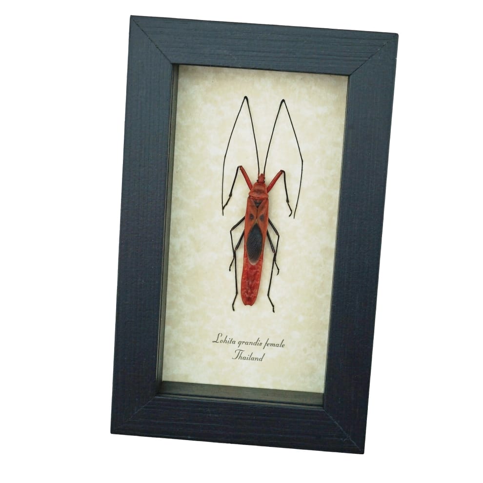 Scream Face Bug Beetle Lohita grandis Female Insect Framed Taxidermy Display