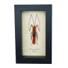 Scream Face Bug Beetle Lohita grandis Female Insect Framed Taxidermy Display