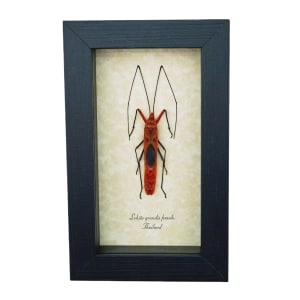 Scream Face Bug Beetle Lohita grandis Female Insect Framed Taxidermy Display