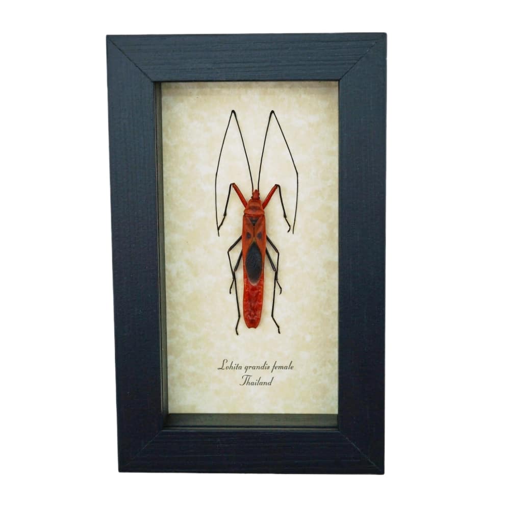 Scream Face Bug Beetle Lohita grandis Female Insect Framed Taxidermy Display