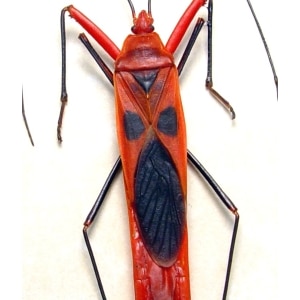 Lohita grandis Beetle The Scream Face Bug Framed Taxidermy Display