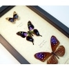 Purple Butterfly Collection Real Framed Butterflies