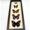 Purple Butterfly Collection Real Framed Butterflies