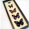 Purple Butterfly Collection Real Framed Butterflies
